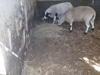 Carnero, Dorper sheep — foto 2