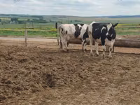 بقرة, Russian Black pied cattle — الصورة 4