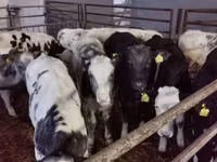公牛, Russian Black pied cattle — 照片 2