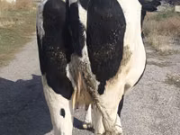 Vache, Russian Black pied cattle — photo 2
