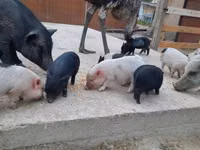 Boar — photo 3