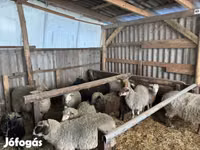 Widder, Merino sheep — Foto 4
