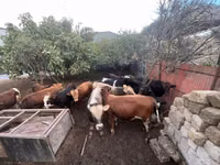 公牛, Red-spotted breed — 照片 1