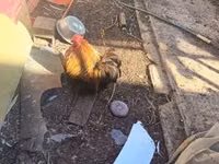Pékin Bantam — photo 5
