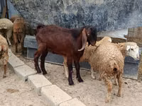 Boucs, Damask goat — photo 1