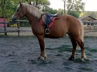 घोड़ी, Haflinger — फ़ोटो 3