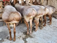 كبش, Hissar sheep — الصورة 1