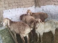كبش, Rhon sheep — الصورة 8