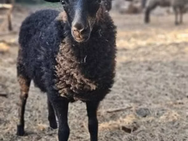 Sheep, Racka sheep