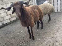 Carnero, Red Karaman sheep — foto 6