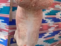 كبش, الأغنام — الصورة 5