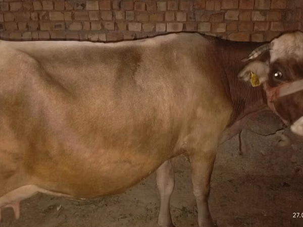 母牛, Ukrainian Brown Dairy Cattle