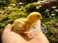 Quails — फ़ोटो 2