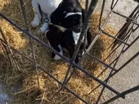 Taureau, Race Holstein — photo 2
