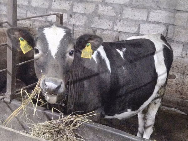 母牛, Holstein breed