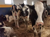 Bulle, Simmental cattle — Foto 6