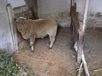 Bélier, Merino sheep — photo 4