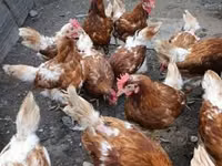Chickens — फ़ोटो 1