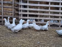 अमेरिकन पेकिन — फ़ोटो 4