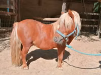 公马, Shetland Pony — 照片 3