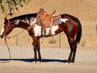 घोड़ी, National Show Horse — फ़ोटो 5