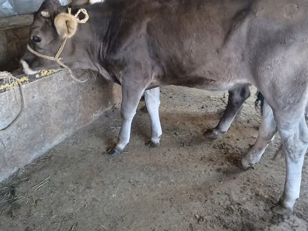 Bull, Swiss cattle