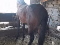 Cheval, Chevaux — photo 1