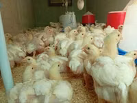 Chickens — Foto 2