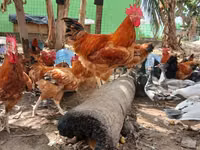 शामो चिकन्स — फ़ोटो 3