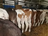 公牛, Simmental cattle — 照片 6