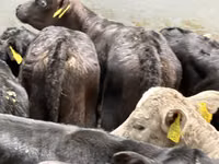 Bovins (lot, sexe non indiqué), Simmental cattle — photo 6