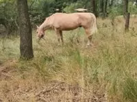 母马, Horses — 照片 2
