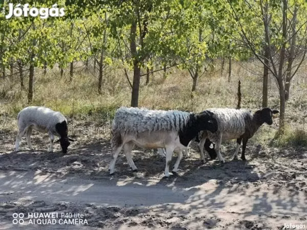 Brebis, Dorper sheep