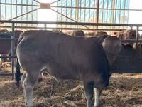 公牛, Partenaise cattle — 照片 3