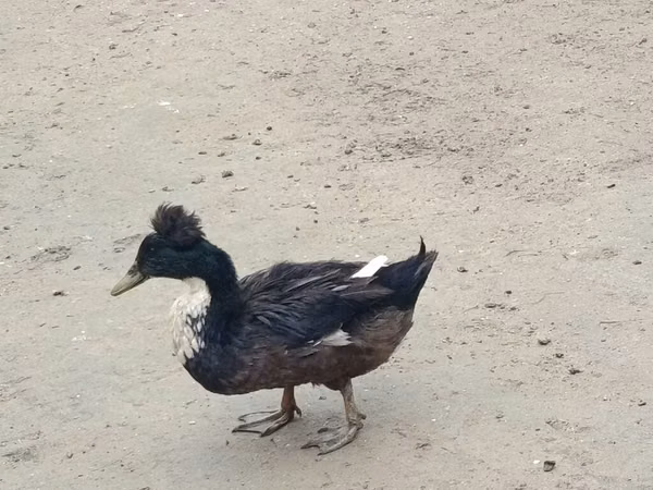 क्रेस्टेड