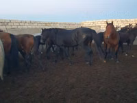 حصان, Kushum Horse — الصورة 7