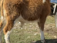 Bulle, Simmental cattle — Foto 6