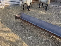 كبش, White Suffolk sheep — الصورة 3