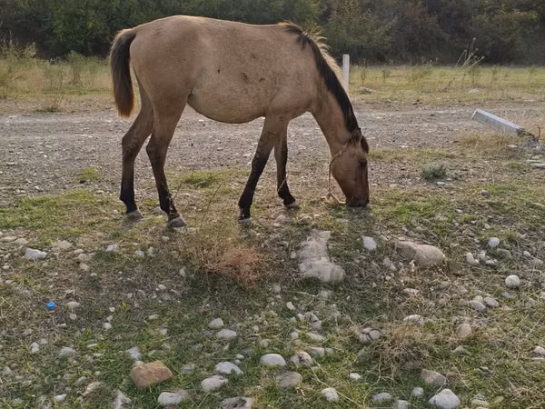 Stute, Azerbaijan horse