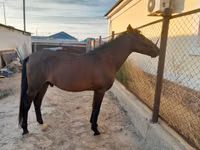Horse (M), Karachay horse — photo 3