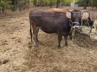 Vache, Race brune des Carpates — photo 7