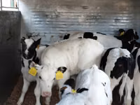 Bovinos (lote, sexo no especificado), Russian Black pied cattle — foto 1