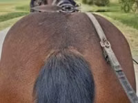 Caballo, Caballos — foto 5