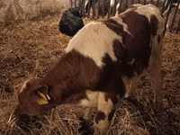 सांड, Simmental cattle — फ़ोटो 2