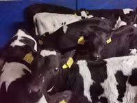 ثور, Russian Black pied cattle — الصورة 2