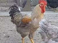 Chickens — photo 2