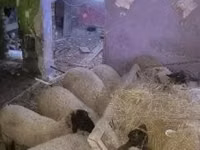 绵羊（批次，未指定性别）, Suffolk sheep — 照片 1