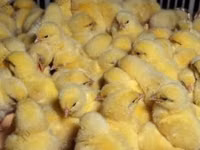 Chickens — photo 2