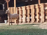 Ram, Rhon sheep — photo 3