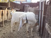 تيس, Gulabi goats — الصورة 1